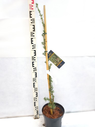 Cedrus libani atlantica glauca - cedrus,