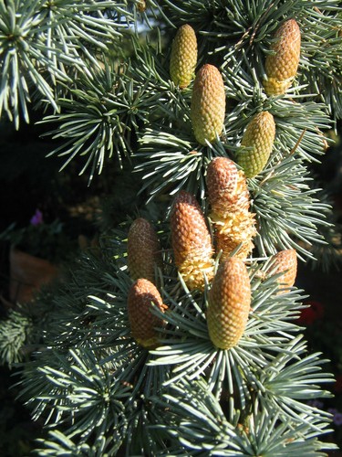 Atlas zeder cedrus atlantica - atlas-zeder,