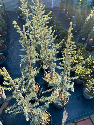 Cedrus libani glauca 120 - cedrus,